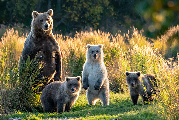 Brown bears, Alaska