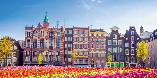 Amsterdam tulips