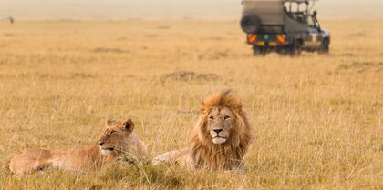 Lion in Kenya