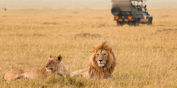Lion in Kenya