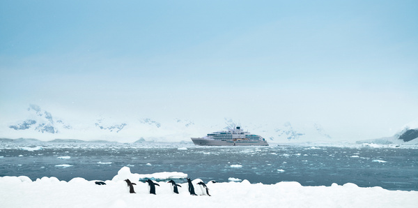 Penguins in Antarctica