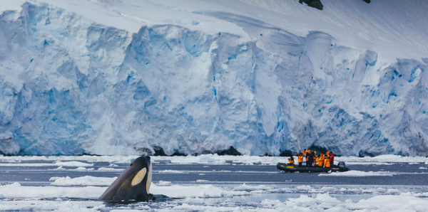 Killer Whale, Antarctica